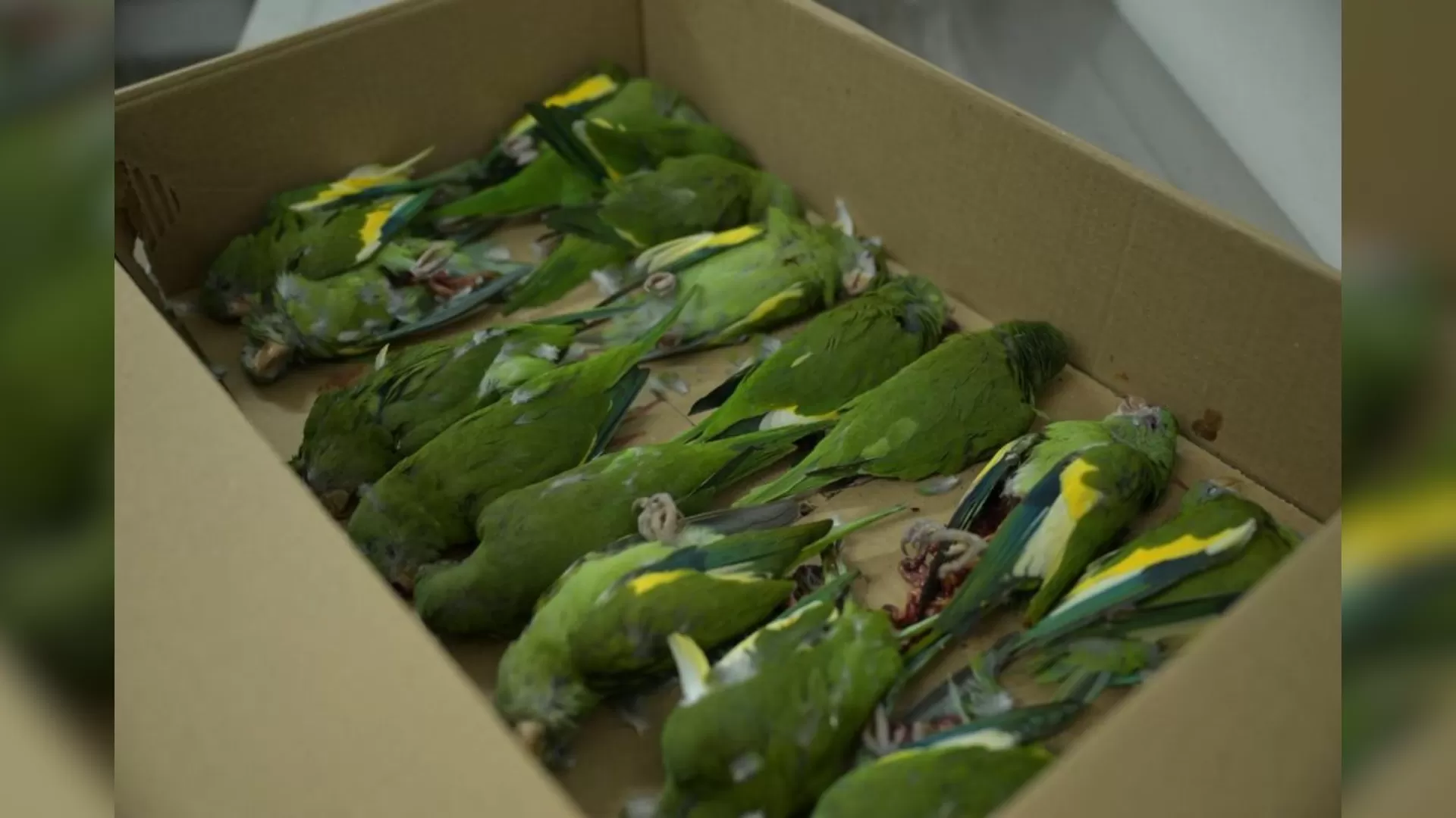 Aves são resgatadas após serem atropeladas em Manaus