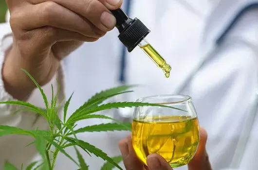 Autorização para plantio de Cannabis abre portas para pesquisa científica