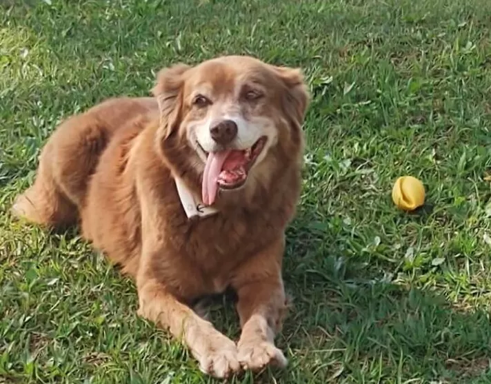 Conheça a história do cão que inspirou nova lei de sepultamento de pets em SP