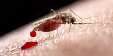 Brasileiros identificam molécula associada ao risco de recaída em malária
