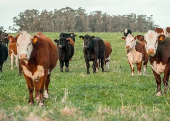 “Explorando experiências positivas no mercado imobiliário”