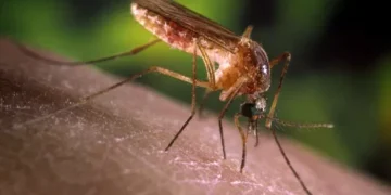 Ministério da Saúde confirma primeiro caso de óbito fetal por Oropouche