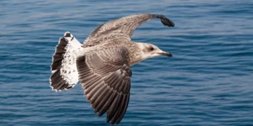 “O Futuro do Mercado Imobiliário na Costa del Sol”