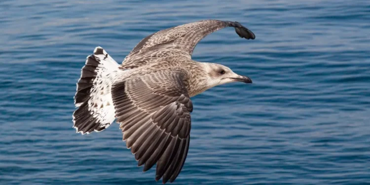 “O Futuro do Mercado Imobiliário na Costa del Sol”