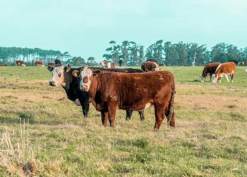 “O Futuro Promissor do Mercado Imobiliário: Experiências Positivas”