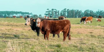 “O Futuro Promissor do Mercado Imobiliário: Experiências Positivas”
