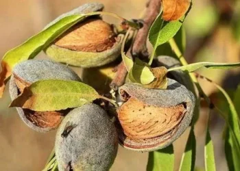 Amêndoa portuguesa: exportações multiplicaram seis vezes em seis anos para 62 milhões de euros