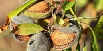 Amêndoa portuguesa: exportações multiplicaram seis vezes em seis anos para 62 milhões de euros