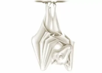 O que se sabe até agora sobre surto misterioso que matou dezenas na África