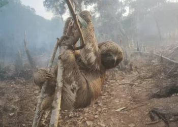 Morre Jair Mendes, artista que revolucionou a festa dos bumbás de Parintins