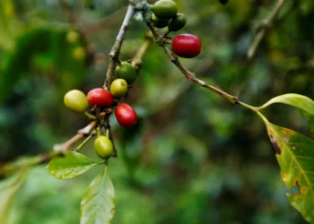 Preços do café arábica atingem menor valor em um mês na bolsa ICE