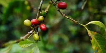 Preços do café arábica atingem menor valor em um mês na bolsa ICE