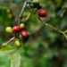 Preços do café arábica atingem menor valor em um mês na bolsa ICE