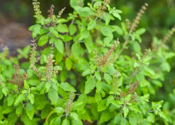 Temperos para saúde: estudos mostram benefício de orégano e manjericão para artérias