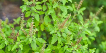 Temperos para saúde: estudos mostram benefício de orégano e manjericão para artérias