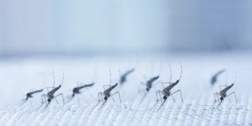 Chikungunya: após aval da Anvisa, Ministério da Saúde pede incorporação de vacina