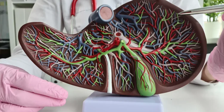 Cientistas chineses anunciam feito inédito que revoluciona o transplante de fígado