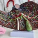 Cientistas chineses anunciam feito inédito que revoluciona o transplante de fígado
