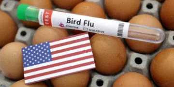 Importações de ovos dos EUA, inclusive do Brasil, podem ser afetadas por tarifas