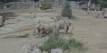 Elefantes protegem filhotes durante terremoto na Califórnia; veja como foi