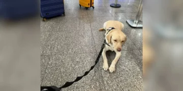 TAP gasta R$ 3,2 milhões para não embarcar cão de serviço