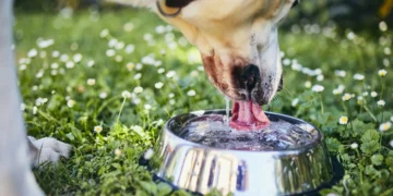 É seguro deixar seu cachorro beber água em tigelas coletivas?