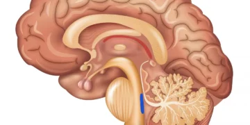 ‘Ponto azul’ do cérebro: a chave para antecipar diagnóstico de Alzheimer?