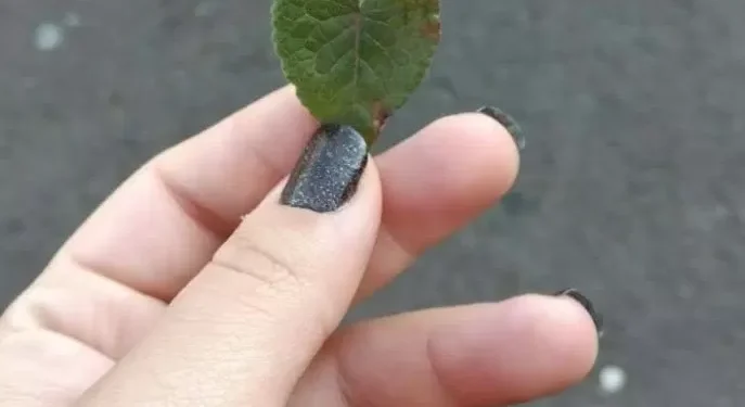 Adolescência: jovens relatam em cartilha estratégias para aliviar sofrimento mental