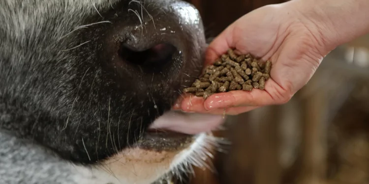 Antraz: República Democrática do Congo tem surto e Tailândia registra morte