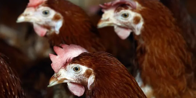 5 coisas que você precisa saber sobre a gripe aviária