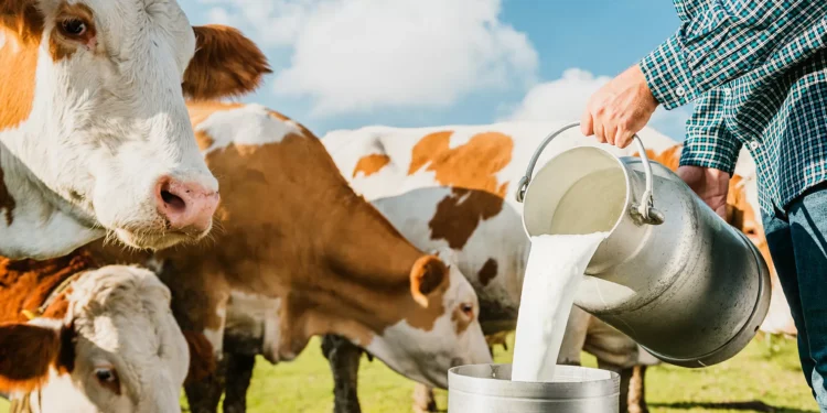 A volta do leite verdadeiro
