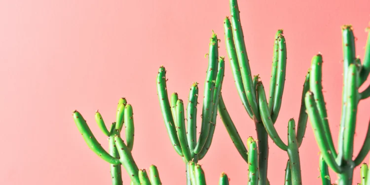 Avelós: será que uma planta pode curar o câncer?