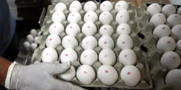 Preço do ovo recua 7,2% no atacado em Porto Alegre após gripe aviária