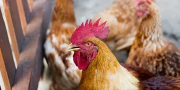 Vibra Foods estaria ligada ao 1º caso de gripe aviária em granja comercial no Brasil