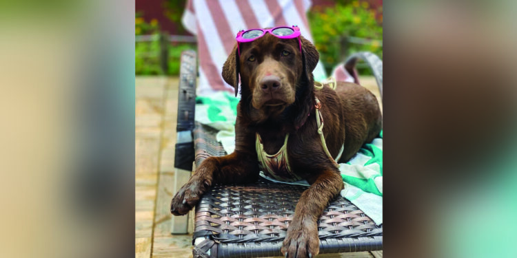 Turismo animal: pets são recebidos como hóspedes vips em resorts mundo afora