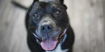 Governo de Santa Catarina regulamenta controversa Lei do Pitbull