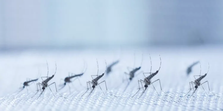 OMS lança primeira diretriz para o manejo de quatro doenças transmitidas por mosquitos