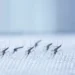 OMS lança primeira diretriz para o manejo de quatro doenças transmitidas por mosquitos