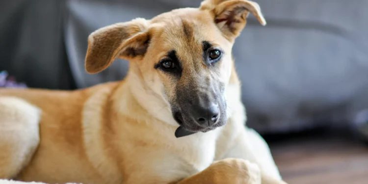 Câmara aprova PL que proíbe uso de animais em testes cosméticos