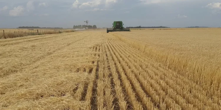 O que se sabe sobre o Plano Safra 25/26: mudança nas LCAs, juros maiores e mais