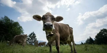 PAN quer criminalizar zoofilia e alargar proteção legal a todos os animais