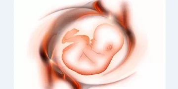 Poluentes onipresentes afetam fertilidade e chegam até a órgãos do bebê