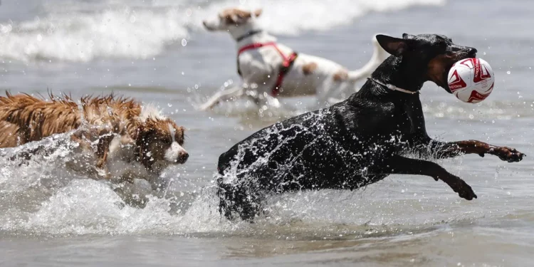 PAN quer permitir entrada de animais de companhia em todas as praias