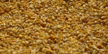 Conab vê mais exportação de milho do Brasil com embates tarifários dos EUA