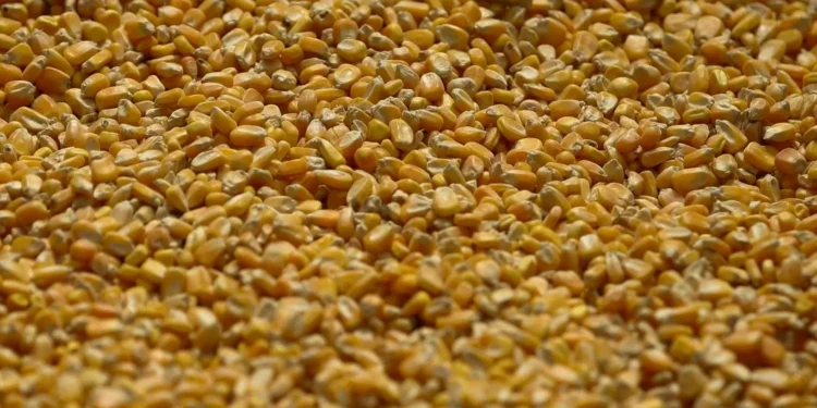 Conab vê mais exportação de milho do Brasil com embates tarifários dos EUA