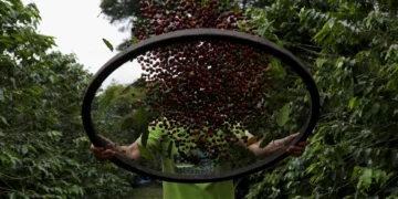 Geada deve reduzir próxima safra de café do Cerrado mineiro em 412 mil sacas