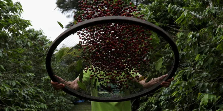 Geada deve reduzir próxima safra de café do Cerrado mineiro em 412 mil sacas