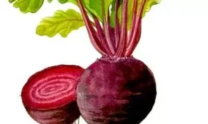 Folhas da beterraba podem atuar na prevenção do câncer intestinal, aponta pesquisa brasileira