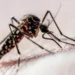 Chikungunya: casos brasileiros representam 96% dos confirmados nas Américas