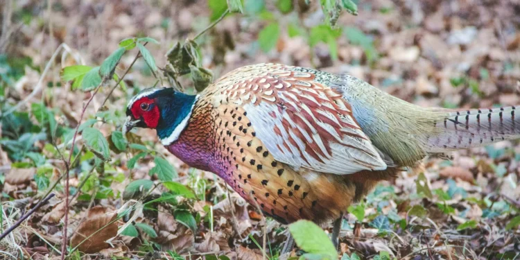 O outro lado do Orçamento: faisão e javali são bens essenciais, mas chocalhos não